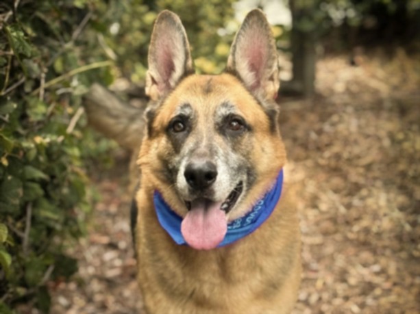 Shelter Stray Male Dog last seen , 957 N Gaffey St, San Pedro, CA 90731, USA