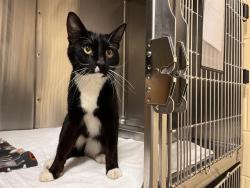 Shelter Stray Male Cat last seen BACK BAY, 350 S Huntington Ave, Jamaica Plain, MA 02130, USA
