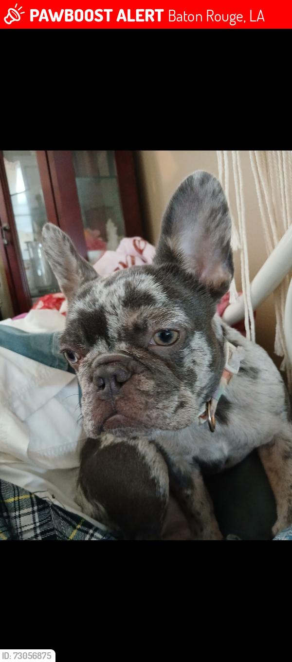 Lost Female Dog last seen Staring and Burbank not too far from Highland Road, Baton Rouge, LA 70820