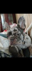 Lost Female Dog last seen Staring and Burbank not too far from Highland Road, Baton Rouge, LA 70820