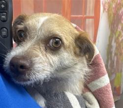 Shelter Stray Female Dog last seen MAYFLOUR X CARNATION, 333 Chandler Pl, San Bernardino, CA 92408, USA