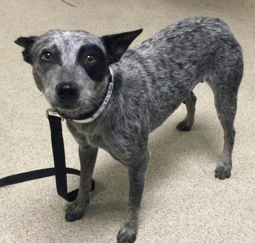 Shelter Stray Female Dog last seen Near BLOCK MARIPOSA AVE, RIVERSIDE CA 92508, 6851 Van Buren Boulevard, Jurupa Valley, CA 92509, USA