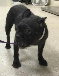 Shelter Stray Female Dog last seen CAJALCO RD \ WOOD RD LAKE MATHEWS, CA 92570, 6851 Van Buren Boulevard, Jurupa Valley, CA 92509, USA