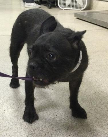 Shelter Stray Female Dog last seen CAJALCO RD \ WOOD RD LAKE MATHEWS, CA 92570, 6851 Van Buren Boulevard, Jurupa Valley, CA 92509, USA