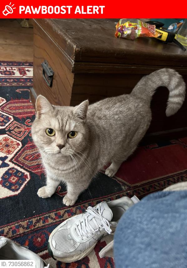 Lost Female Cat last seen St Andrews Park, Saint Andrew's, England BS6 5BS
