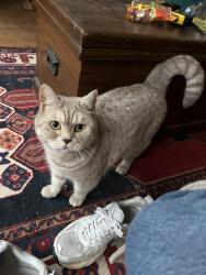 Lost Female Cat last seen St Andrews Park, Saint Andrew's, England BS6 5BS