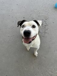 Shelter Stray Male Dog last seen Near BLOCK MYER RD, MOJAVE CA 93501, 3951 Fruitvale Ave, Bakersfield, CA 93308, USA