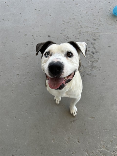 Shelter Stray Male Dog last seen Near BLOCK MYER RD, MOJAVE CA 93501, 3951 Fruitvale Ave, Bakersfield, CA 93308, USA