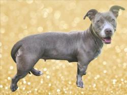 Shelter Stray Female Dog last seen , 14409 Vanowen St, Van Nuys, CA 91405, USA