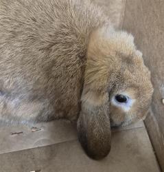 Shelter Stray Male Other last seen Near BLOCK S CHESTER AVE, BAKERSFIELD CA 93304, 3951 Fruitvale Ave, Bakersfield, CA 93308, USA