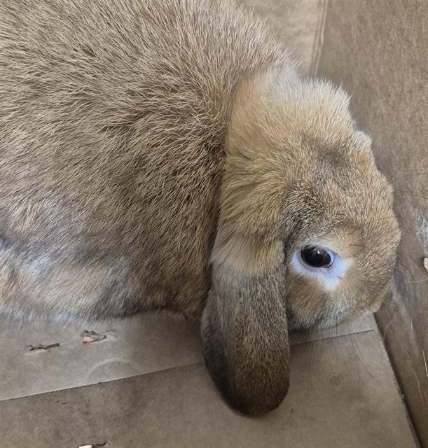 Shelter Stray Male Other last seen Near BLOCK S CHESTER AVE, BAKERSFIELD CA 93304, 3951 Fruitvale Ave, Bakersfield, CA 93308, USA