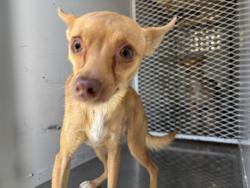 Shelter Stray Female Dog last seen Near BLOCK EASTER ST, BAKERSFIELD CA 93307, 3951 Fruitvale Ave, Bakersfield, CA 93308, USA