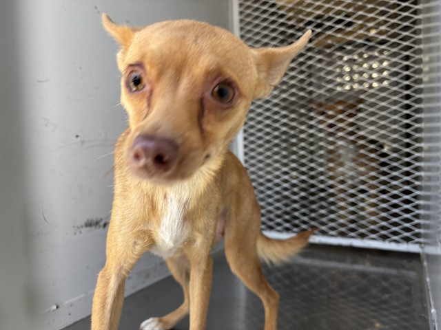 Shelter Stray Female Dog last seen Near BLOCK EASTER ST, BAKERSFIELD CA 93307, 3951 Fruitvale Ave, Bakersfield, CA 93308, USA