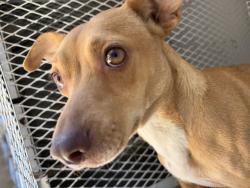 Shelter Stray Female Dog last seen Near BLOCK EASTER ST, BAKERSFIELD CA 93307, 3951 Fruitvale Ave, Bakersfield, CA 93308, USA