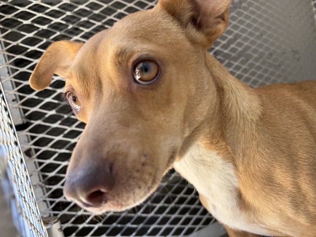 Shelter Stray Female Dog last seen Near BLOCK EASTER ST, BAKERSFIELD CA 93307, 3951 Fruitvale Ave, Bakersfield, CA 93308, USA