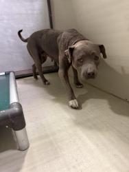Shelter Stray Female Dog last seen Near BLOCK MOHAWK, 3951 Fruitvale Ave, Bakersfield, CA 93308, USA