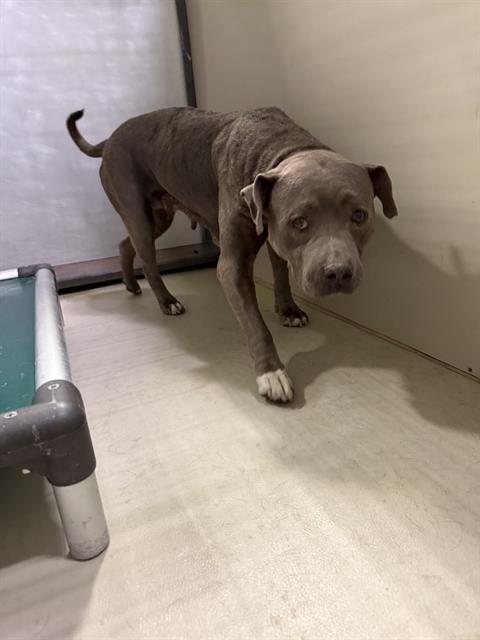 Shelter Stray Female Dog last seen Near BLOCK MOHAWK, 3951 Fruitvale Ave, Bakersfield, CA 93308, USA