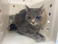 Shelter Stray Male Cat last seen Near BLOCK S 54TH ST, 3839 W Burnham St, West Milwaukee, WI 53215, USA