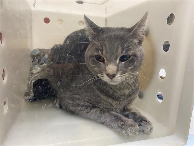 Shelter Stray Male Cat last seen Near BLOCK S 54TH ST, 3839 W Burnham St, West Milwaukee, WI 53215, USA
