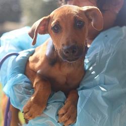 Shelter Stray Female Dog last seen Near BLOCK OF NAYLOR, 4710 TX-151, San Antonio, TX 78227, USA