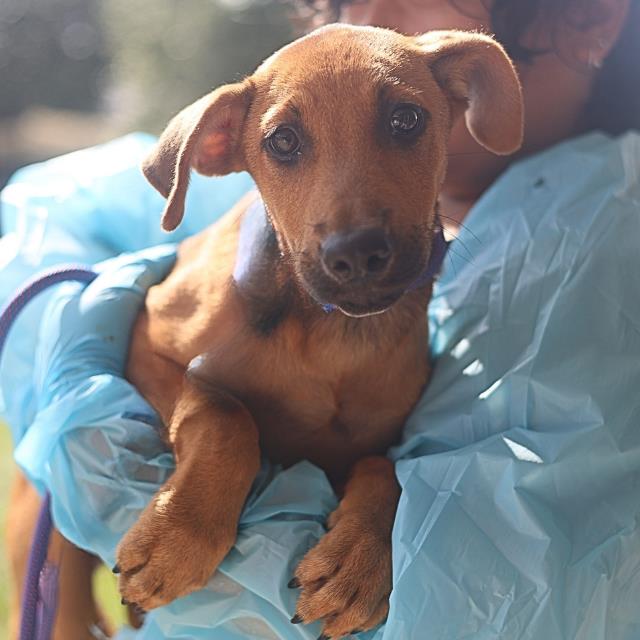 Shelter Stray Female Dog last seen Near BLOCK OF NAYLOR, 4710 TX-151, San Antonio, TX 78227, USA