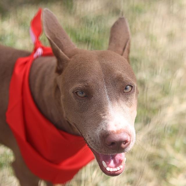 Shelter Stray Female Dog last seen Near BLOCK FENFIELD AVE, 4710 TX-151, San Antonio, TX 78227, USA