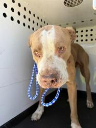Shelter Stray Male Dog last seen Near BLK GUERRERO AVE, BAKERSFIELD, CA, 201 S Mt Vernon Ave, Bakersfield, CA 93307, USA