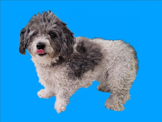 Shelter Stray Female Dog last seen , 3201 Lacy St, Los Angeles, CA 90031, USA