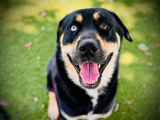 Shelter Stray Male Dog last seen , 2769 Conroy Rd, Orlando, FL 32839, USA