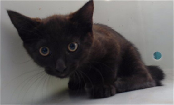 Shelter Stray Male Cat last seen , 11258 Garfield Ave, Downey, CA 90242, USA