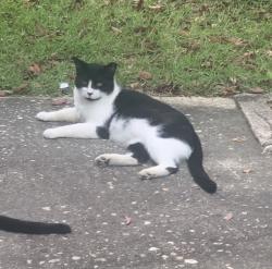 Lost Male Cat last seen oakmont, Fayetteville, NC 28311