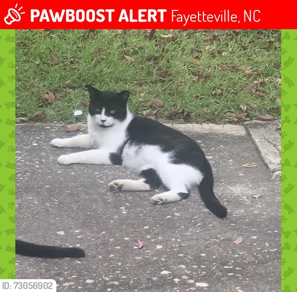 Lost Male Cat last seen oakmont, Fayetteville, NC 28311