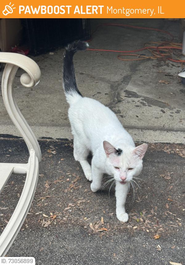 Found/Stray Unknown Cat last seen Wellman Ave in Montgomery, Montgomery, IL 60538