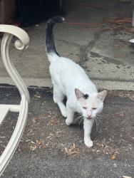 Found/Stray Unknown Cat last seen Wellman Ave in Montgomery, Montgomery, IL 60538