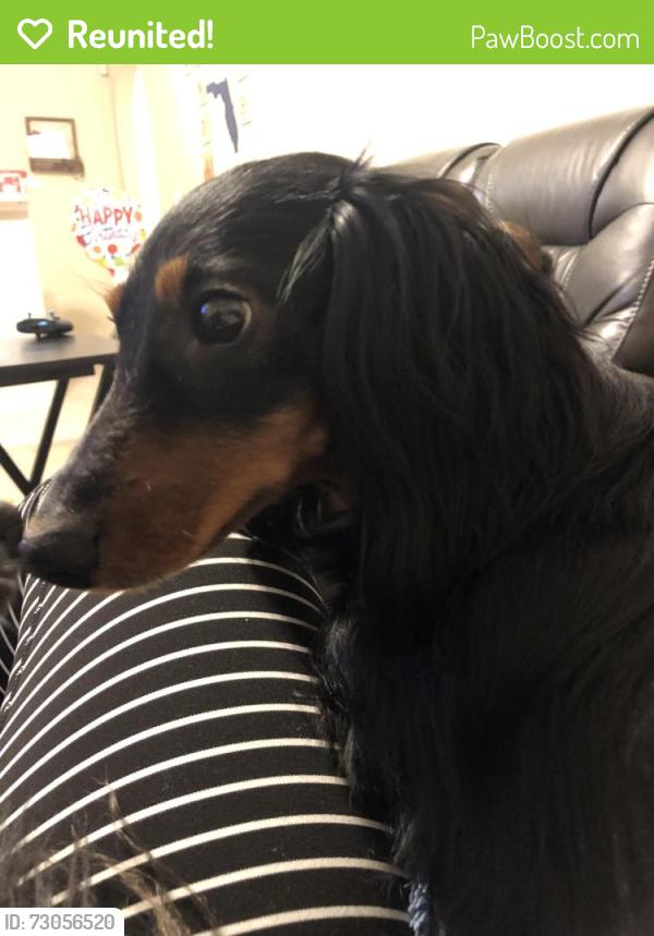 Reunited Male Dog last seen Curlew ave , Lake DENHAM ests, Leesburg, FL 34748