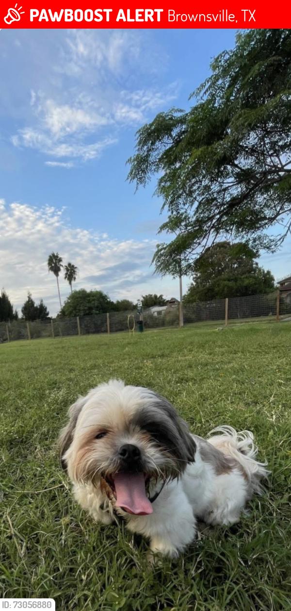 Lost Male Dog last seen Boca chica at, Brownsville, TX 78521