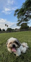 Lost Male Dog last seen Boca chica at, Brownsville, TX 78521
