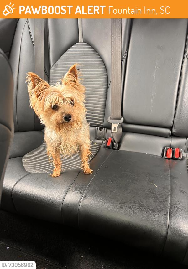 Found/Stray Female Dog last seen Fountain inn, Fountain Inn, SC 29644