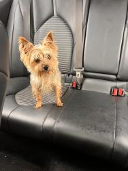 Found/Stray Female Dog last seen Fountain inn, Fountain Inn, SC 29644