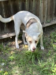Lost Male Dog last seen Tezel, San Antonio, TX 78250