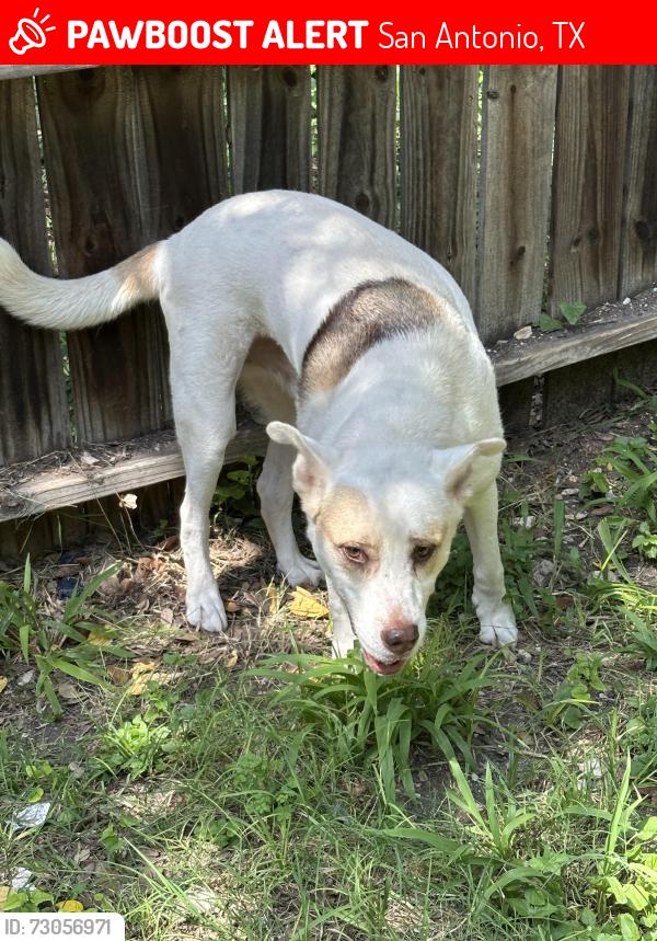 Lost Male Dog last seen Tezel, San Antonio, TX 78250