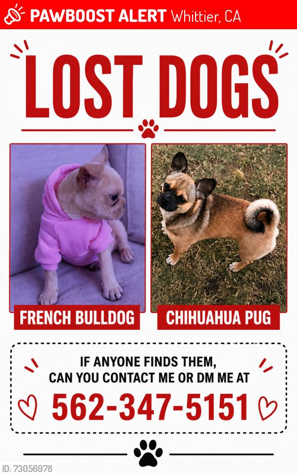 Lost Female Dog last seen Any, Whittier, CA 90605