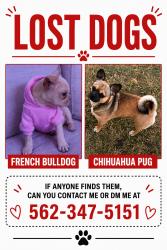 Lost Female Dog last seen Any, Whittier, CA 90605