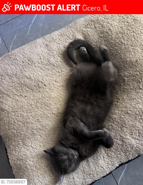 Lost Male Cat last seen 55th and 25th Pl Cicero, IL 60804, Cicero, IL 60804