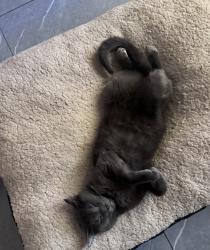 Lost Male Cat last seen 55th and 25th Pl Cicero, IL 60804, Cicero, IL 60804