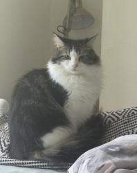 Lost Male Cat last seen Not sure, Northfield Center Township, OH 44067