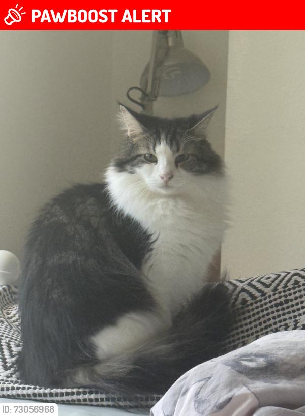 Lost Male Cat last seen Not sure, Northfield Center Township, OH 44067