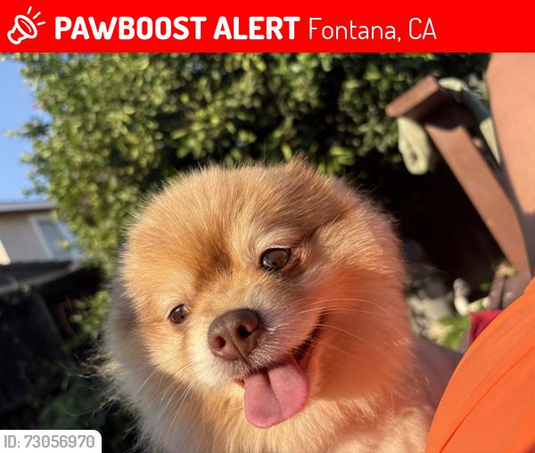 Lost Male Dog last seen Near east constitution way, Fontana, CA 92336