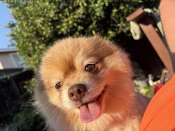 Lost Male Dog last seen Near east constitution way, Fontana, CA 92336