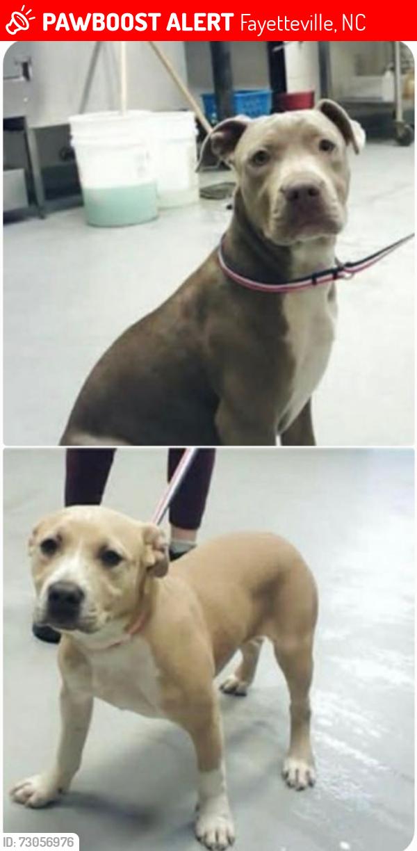 Lost Female Dog last seen Avalon drive & Godfrey drive, Fayetteville, NC 28303